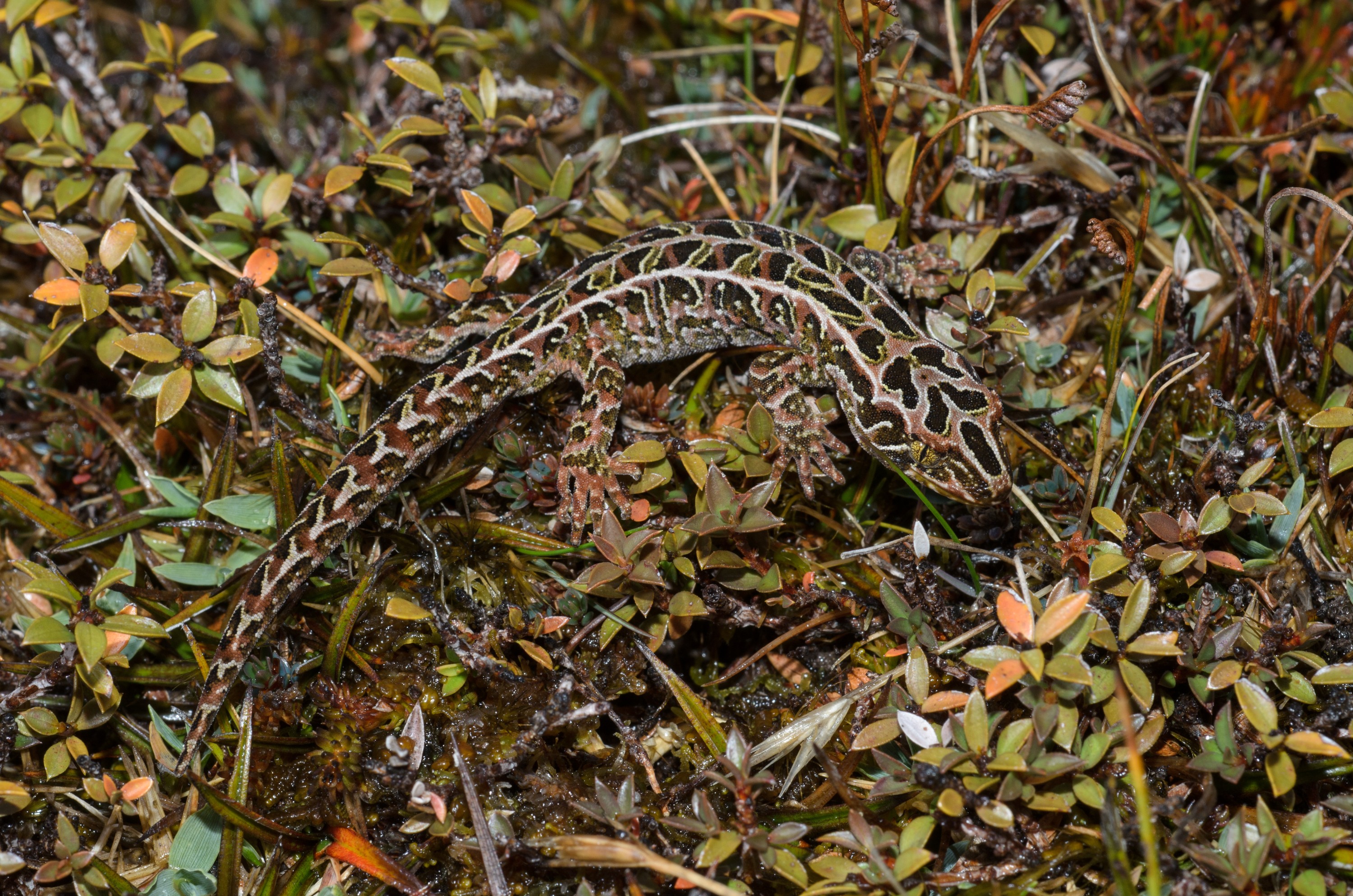 DSC_2862 – Adventure, Crispin, Hoplodactylus, Island, March 2017, National Park, New, New Zealand, Rakiura, South, Stewart, Tukutuku rakiurae, Zealand, amazing, gecko, harlequin gecko, rare, stunning